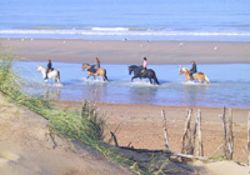 paarden op het strand